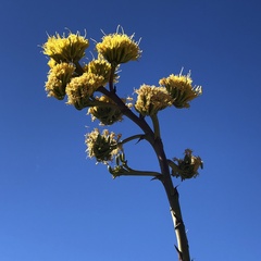 Agave deserti