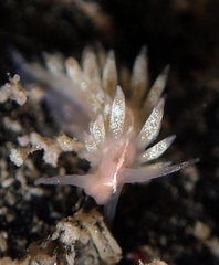Coryphella cooperi