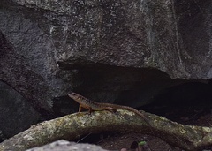 Otosaurus cumingii