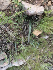 Dipterostemon capitatus