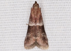 Moodna ostrinella