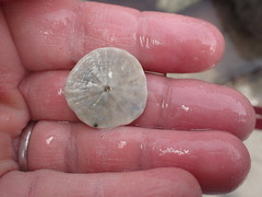 Dendraster excentricus