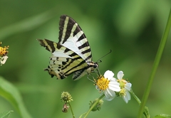 Graphium antiphates