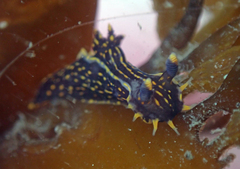 Polycera atra
