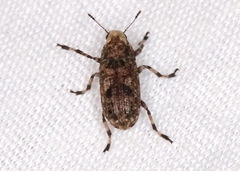 Euparius marmoreus