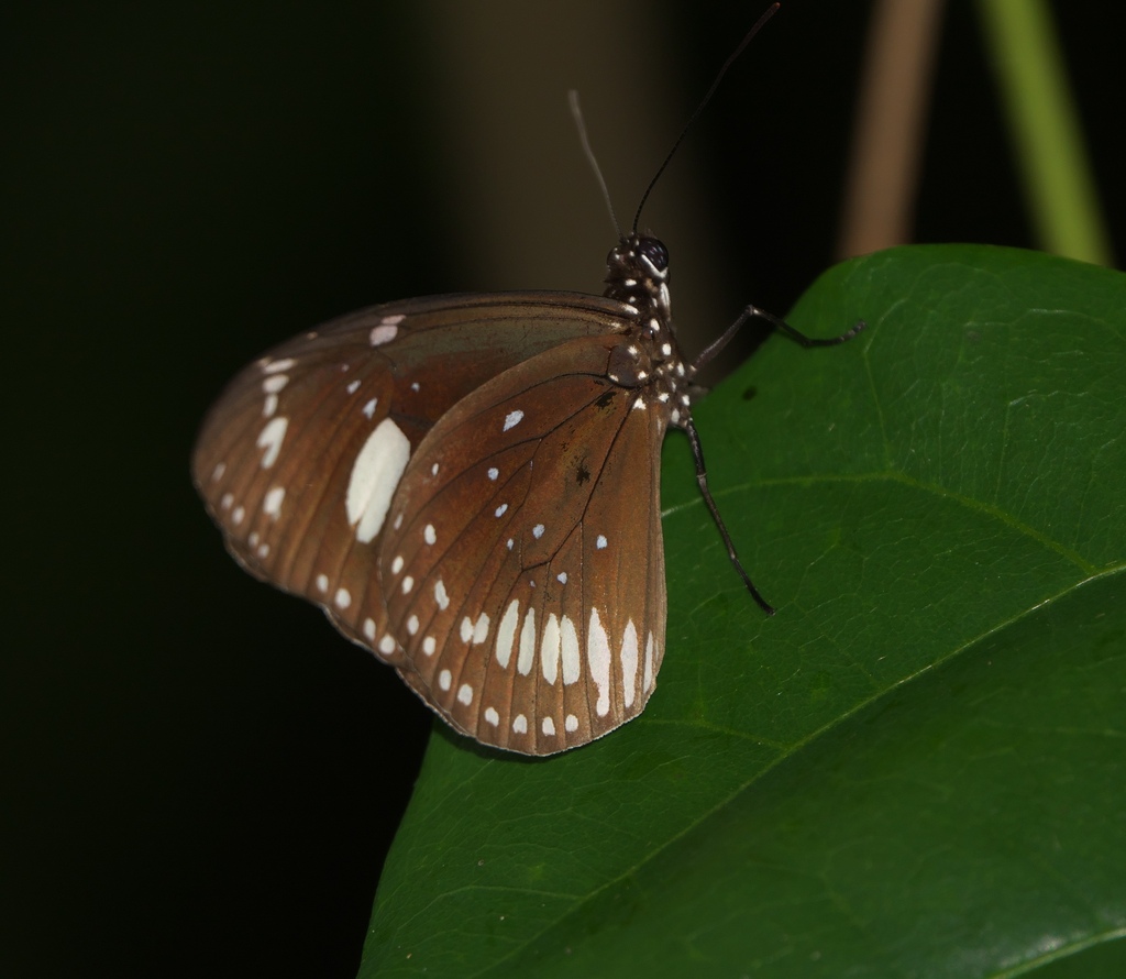 Euploea lewinii