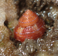 Calliostoma annulatum