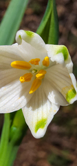 Leucojum aestivum