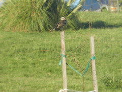 Mimus saturninus