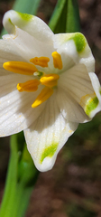 Leucojum aestivum