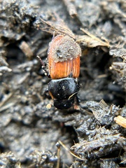 Aphodius