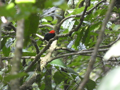 Ceratopipra mentalis