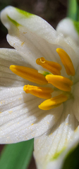 Leucojum aestivum