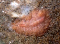 Kaburakia excelsa