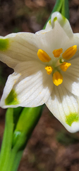 Leucojum aestivum