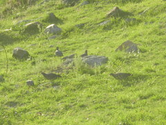 Patagioenas picazuro