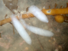 Doryteuthis opalescens