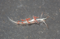 Coryphella cooperi