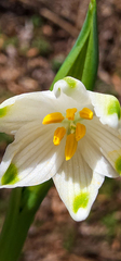 Leucojum aestivum