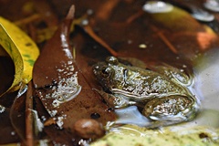 Occidozyga laevis