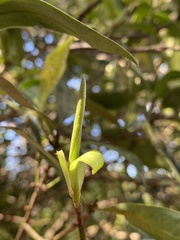 Myrsine seguinii