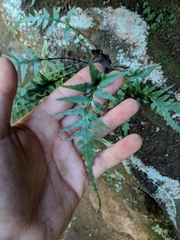 Asplenium × trudellii