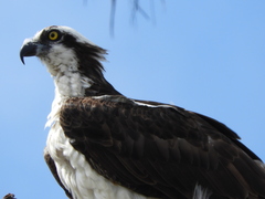 Pandion haliaetus