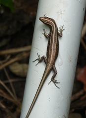 Emoia cyanura
