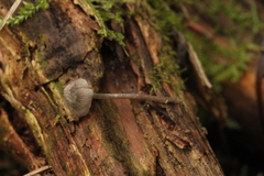 Tephrocybe rancida