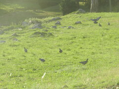 Patagioenas picazuro