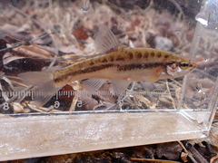 Chrosomus oreas