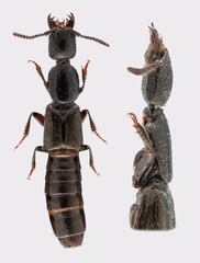 Gyrohypnus fracticornis