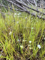 Plagiobothrys collinus