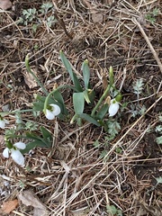 Galanthus elwesii