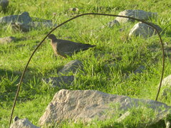 Patagioenas picazuro