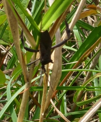 Acanthocephala femorata