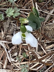 Galanthus elwesii