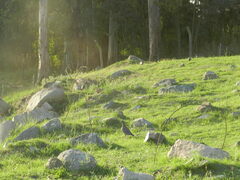 Patagioenas picazuro