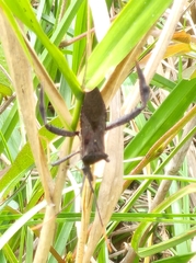 Acanthocephala femorata