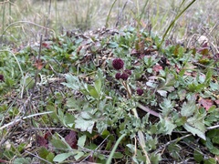 Sanicula bipinnatifida