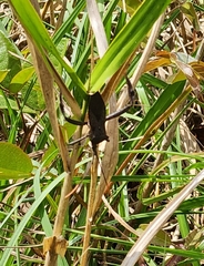 Acanthocephala femorata