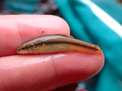 Nocomis leptocephalus