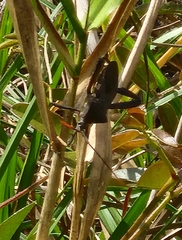 Acanthocephala femorata