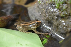 Occidozyga laevis