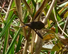 Acanthocephala femorata