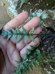 Asplenium × trudellii