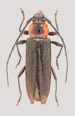 Stenosphenus notatus