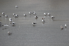 Larus fuscus graellsii