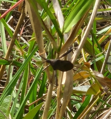 Acanthocephala femorata