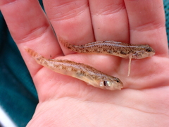 Etheostoma